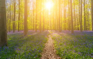 Bluebell path, a nice path between the blooming bluebells in the Hallerbos Forest : Stock Photo or Stock Video Download rcfotostock photos, images and assets rcfotostock | RC Photo Stock.: