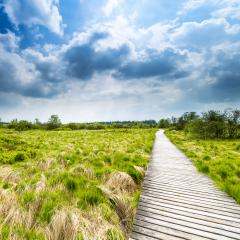 boardwalk bog landscape with cloud sky : Stock Photo or Stock Video Download rcfotostock photos, images and assets rcfotostock | RC-Photo-Stock.: