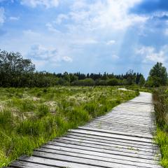 boardwalk bog landscape with cloud sky- Stock Photo or Stock Video of rcfotostock | RC Photo Stock