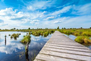 boardwalk over a bog lake with Blue Cloudy Sky : Stock Photo or Stock Video Download rcfotostock photos, images and assets rcfotostock | RC Photo Stock.: