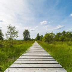 boardwalk with trees in bog veen landscape with cloud sky- Stock Photo or Stock Video of rcfotostock | RC-Photo-Stock