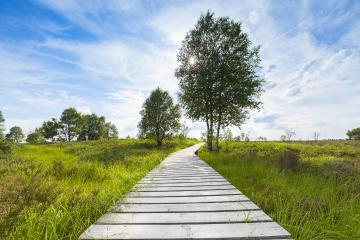 boardwalk with trees in bog veen landscape with cloud sky- Stock Photo or Stock Video of rcfotostock | RC-Photo-Stock
