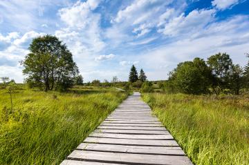 boardwalk with trees in bog veen landscape with cloud sky- Stock Photo or Stock Video of rcfotostock | RC Photo Stock