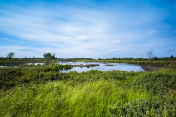 Bog lake in Belgium Veen with cloudy sky- Stock Photo or Stock Video of rcfotostock | RC-Photo-Stock
