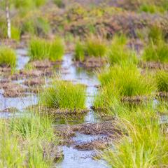 Bog lake water in Belgium Veen  : Stock Photo or Stock Video Download rcfotostock photos, images and assets rcfotostock | RC-Photo-Stock.: