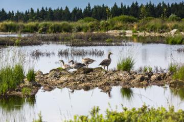 Bog lake with dugs in high Veen- Stock Photo or Stock Video of rcfotostock | RC-Photo-Stock