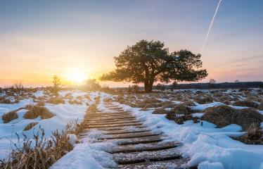 bog pine with wooden path in to the high venns at winter on sunset- Stock Photo or Stock Video of rcfotostock | RC Photo Stock
