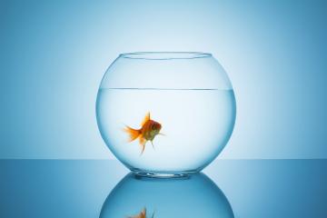 boring goldfish in a fishbowl glass- Stock Photo or Stock Video of rcfotostock | RC-Photo-Stock