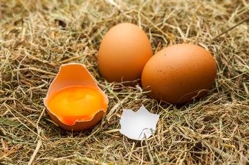 Brown chicken eggs on straw- Stock Photo or Stock Video of rcfotostock | RC Photo Stock
