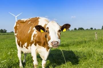 brown cow on meadow agriculture landscape- Stock Photo or Stock Video of rcfotostock | RC-Photo-Stock