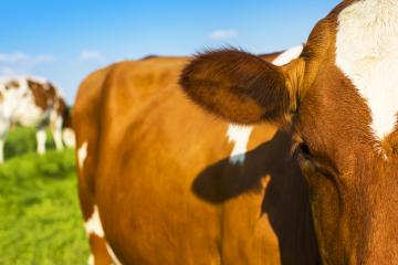 Brown cow on meadow with blue sky- Stock Photo or Stock Video of rcfotostock | RC Photo Stock
