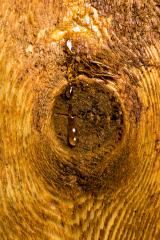 Brown Wood tree boards texture pattern : Stock Photo or Stock Video Download rcfotostock photos, images and assets rcfotostock | RC Photo Stock.: