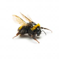 bumblebee- Stock Photo or Stock Video of rcfotostock | RC Photo Stock