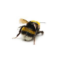bumblebee from behind : Stock Photo or Stock Video Download rcfotostock photos, images and assets rcfotostock | RC Photo Stock.: