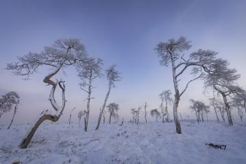 Bäume im Schnee mit blauem Himmel und Nebel, Hohes Venn, Belgien : Stock Photo or Stock Video Download rcfotostock photos, images and assets rcfotostock | RC Photo Stock.: