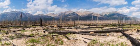 Burned forest panorama at the Jasper national park canada - Stock Photo or Stock Video of rcfotostock | RC Photo Stock