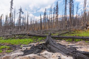 Burnt trees at the rocky mountains in the banff national park canada- Stock Photo or Stock Video of rcfotostock | RC Photo Stock