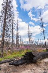 Burnt trees at the rocky mountains in the banff national park canada- Stock Photo or Stock Video of rcfotostock | RC Photo Stock