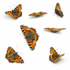 Butterflies orange Majesticsensor set collection on white background- Stock Photo or Stock Video of rcfotostock | RC Photo Stock