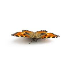 butterfly orange black spots Majesticsensor on white background- Stock Photo or Stock Video of rcfotostock | RC-Photo-Stock