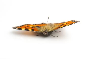 butterfly orange black spots Majesticsensor on white background- Stock Photo or Stock Video of rcfotostock | RC Photo Stock
