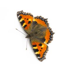 butterfly orange black spots Majesticsensor on white background- Stock Photo or Stock Video of rcfotostock | RC-Photo-Stock