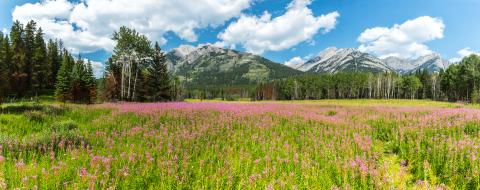 Canadian Rockies panorama in summer at th banff national park : Stock Photo or Stock Video Download rcfotostock photos, images and assets rcfotostock | RC Photo Stock.: