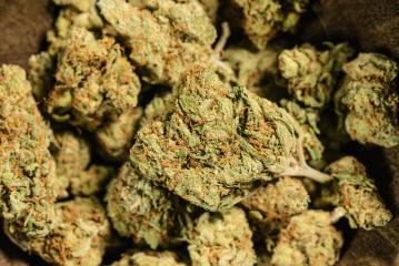 Cannabis CBD Marijuana Weed Dope buds- Stock Photo or Stock Video of rcfotostock | RC Photo Stock