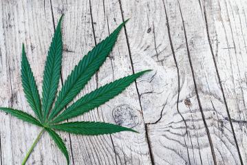 cannabis leaf on old wooden table- Stock Photo or Stock Video of rcfotostock | RC-Photo-Stock