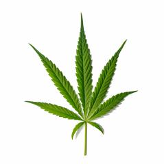 Cannabis leaf Sativa isolated on white- Stock Photo or Stock Video of rcfotostock | RC Photo Stock