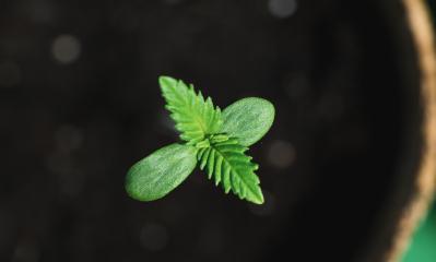 cannabis sprout i a pot- Stock Photo or Stock Video of rcfotostock | RC-Photo-Stock