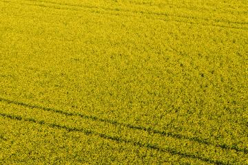 Canola Field. Aerial drone shot of yellow canola flowers. Blossoming rapeseed field texture. Agriculture concept image- Stock Photo or Stock Video of rcfotostock | RC Photo Stock