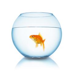Carassius auratus in a fishbowl- Stock Photo or Stock Video of rcfotostock | RC Photo Stock