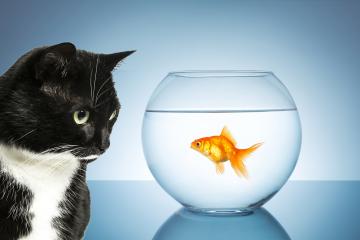 cat and goldfish : Stock Photo or Stock Video Download rcfotostock photos, images and assets rcfotostock | RC-Photo-Stock.:
