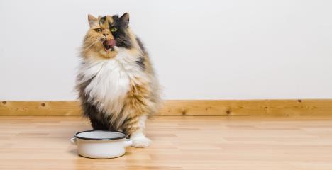 cat cleans her mouth after meal the food bowl, copyspace for your individual text.- Stock Photo or Stock Video of rcfotostock | RC-Photo-Stock