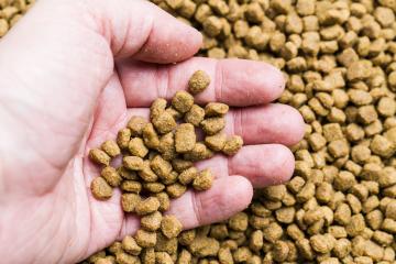 Cat food in the fingers above cat food background- Stock Photo or Stock Video of rcfotostock | RC-Photo-Stock