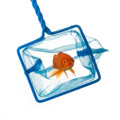 Catching a goldfish : Stock Photo or Stock Video Download rcfotostock photos, images and assets rcfotostock | RC-Photo-Stock.: