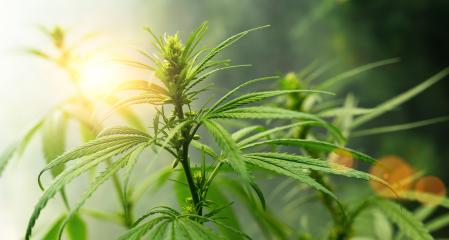 CBD biological and ecological hemp plant herbal pharmaceutical cbd oil flower. Concept of herbal alternative medicine, cbd oil, pharmaceutical industry background image : Stock Photo or Stock Video Download rcfotostock photos, images and assets rcfotostock | RC-Photo-Stock.: