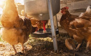 chickens drinking on a water dispenser at a farm. Hens in a free range farm. Chickens walking in the farm yard. : Stock Photo or Stock Video Download rcfotostock photos, images and assets rcfotostock | RC Photo Stock.: