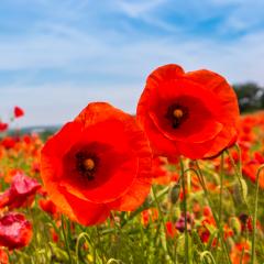 close up of red poppy flowers in a summer field- Stock Photo or Stock Video of rcfotostock | RC Photo Stock