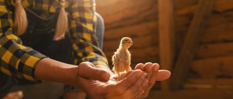 Close up of young chicken in Famer woman hands at a henhouse : Stock Photo or Stock Video Download rcfotostock photos, images and assets rcfotostock | RC Photo Stock.: