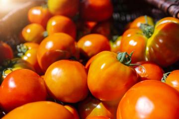 close up on fresh natural tomato pile in harvest season at a farm : Stock Photo or Stock Video Download rcfotostock photos, images and assets rcfotostock | RC Photo Stock.: