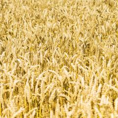 Close-up of a agriculture cornfield - Stock Photo or Stock Video of rcfotostock | RC Photo Stock