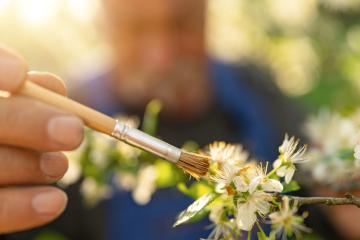 Close-up of a hand holding a brush to pollinate apple blossoms, with a man blurred in the background- Stock Photo or Stock Video of rcfotostock | RC Photo Stock