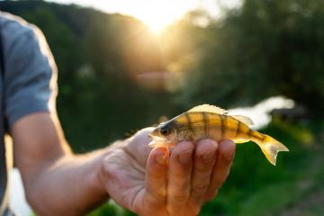 Close-up of a hand holding a small fish with the sun setting in the background, highlighting the fish's details : Stock Photo or Stock Video Download rcfotostock photos, images and assets rcfotostock | RC Photo Stock.: