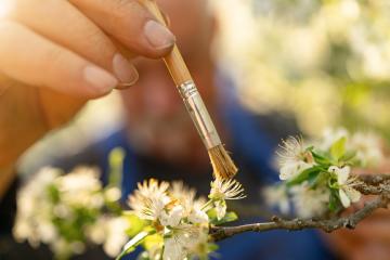 Close-up of a hand using a brush to pollinate white apple blossoms, with blurred background : Stock Photo or Stock Video Download rcfotostock photos, images and assets rcfotostock | RC Photo Stock.: