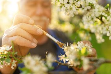 Close-up of a man's hand using a brush to pollinate white apple blossoms in bright sunlight. : Stock Photo or Stock Video Download rcfotostock photos, images and assets rcfotostock | RC Photo Stock.: