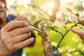 Close-up of a man's hands using a brush to pollinate apple blossoms in sunlight : Stock Photo or Stock Video Download rcfotostock photos, images and assets rcfotostock | RC Photo Stock.: