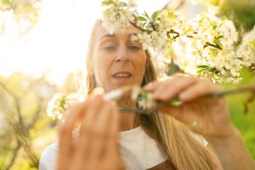 close-up of a woman pollinating apple blossoms with a brush, focusing intently on her task. : Stock Photo or Stock Video Download rcfotostock photos, images and assets rcfotostock | RC Photo Stock.: