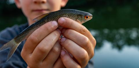 Close-up of a young person holding a small fish in their hands at dusk, showcasing its details and vibrant eyes- Stock Photo or Stock Video of rcfotostock | RC Photo Stock
